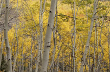 assets/img/content/photogallery/_sml/SantaFeAspens.jpg